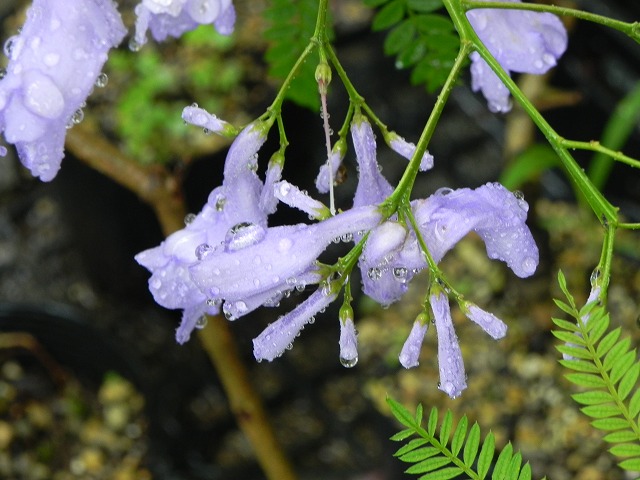 b0047184_20512429.jpg