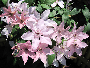 a0177205_11292172.jpg