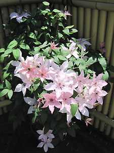 a0177205_1161817.jpg