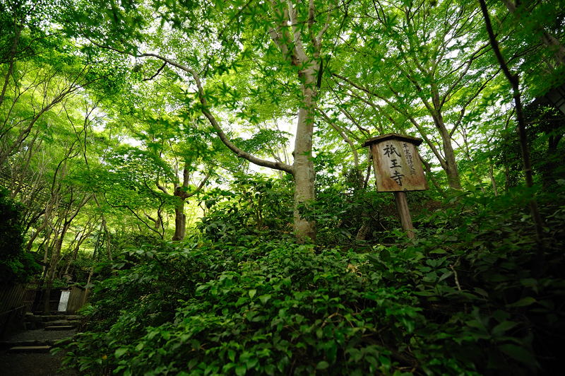 旬緑の祇王寺 其の一_f0032011_20171398.jpg