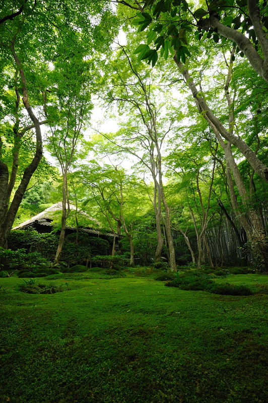 旬緑の祇王寺 其の一_f0032011_20172134.jpg