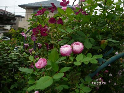 f0059818_10592840.jpg