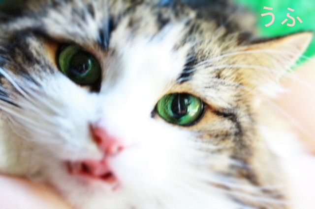 エメラルドグリーンの瞳に癒されて : クスッと猫ズ生活
