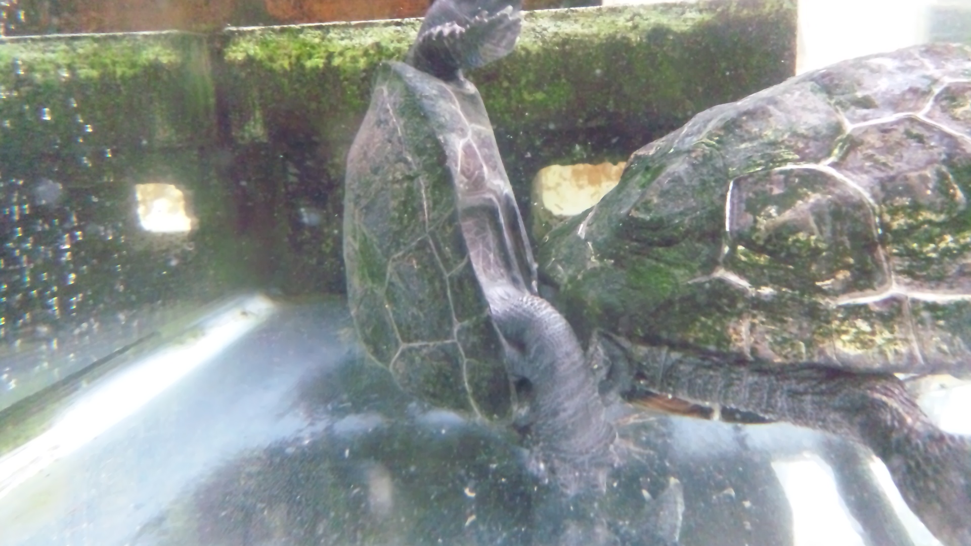 クサガメの交尾 宴