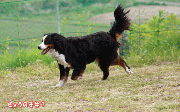 f0203423_18283812.gif