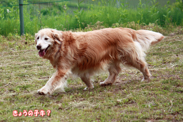 f0203423_18285635.gif