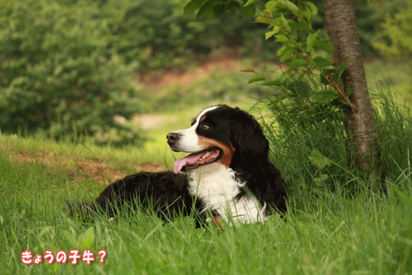 f0203423_18304246.gif