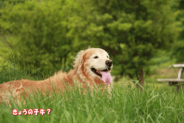 f0203423_18311153.gif