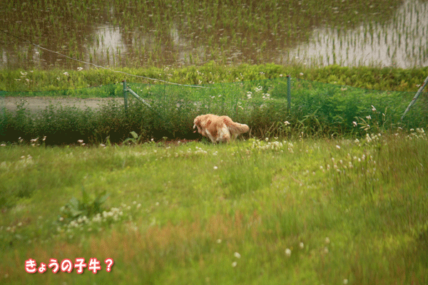 f0203423_18482512.gif