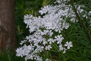 f0170524_19541215.jpg
