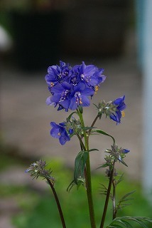 f0170524_20145661.jpg