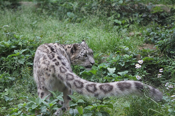 ユキヒョウのしっぽ 動物園放浪記