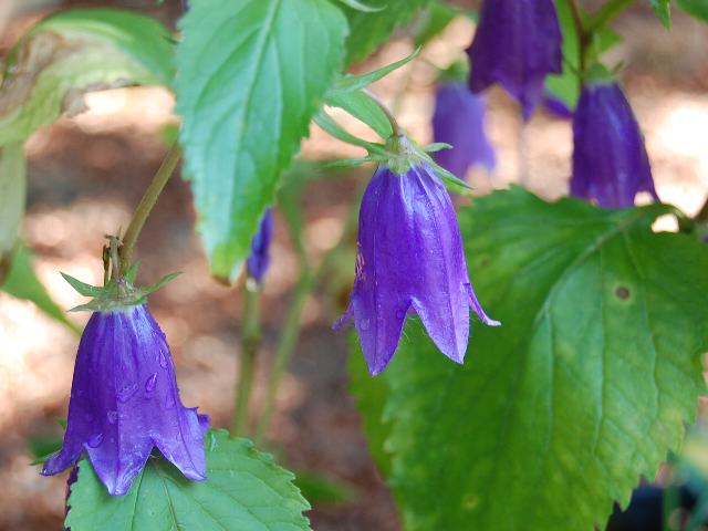 カンパニュラ ケントベル 花の仲間調べ