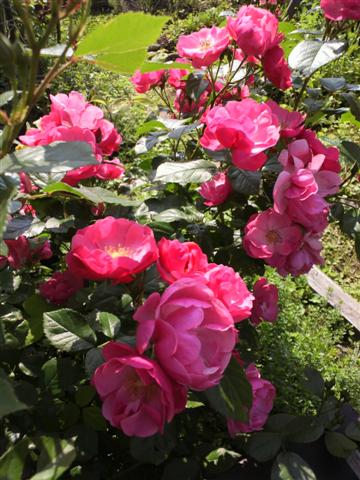 b0132338_11344293.jpg