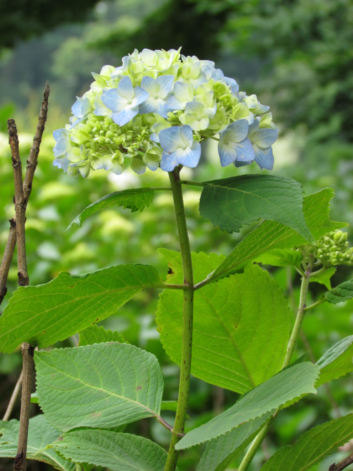 ６月７日　すっかり夏ですね。_f0117041_18282237.jpg