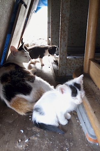 バルサン後 犬と猫の日々 バルサン後 犬と猫の日々
