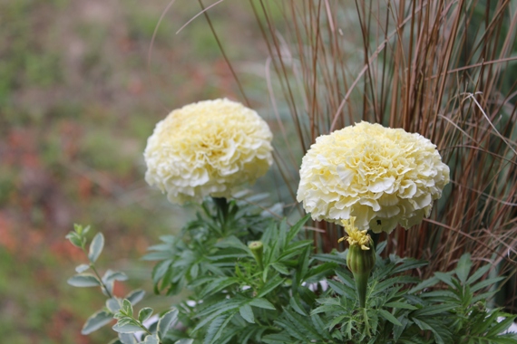 うちの庭の黄花♪_f0213651_19475615.jpg