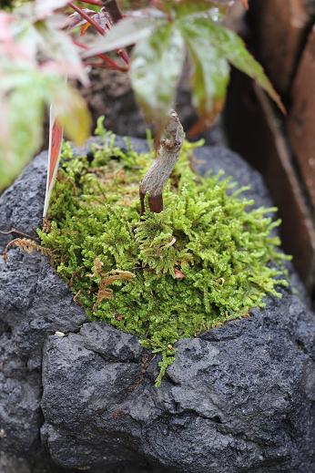 苔のむすまで_e0133255_1829304.jpg