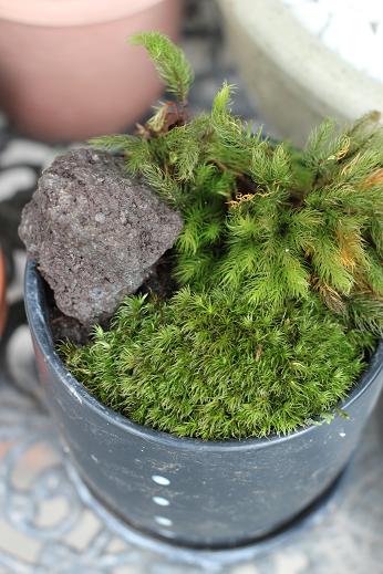 苔のむすまで_e0133255_18321761.jpg