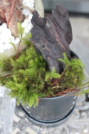 苔のむすまで_e0133255_18322870.jpg