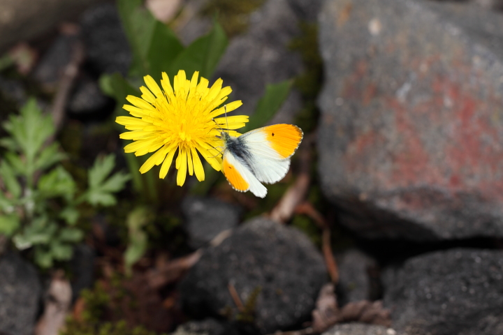 幸運をもたらす春の妖精 蝶 花 山 自然の色使い