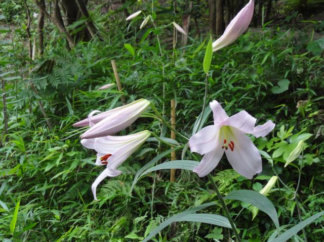 H23年「ササユリ便り－４」　in　せんなん里海公園内うみべの森_c0108460_1914120.jpg