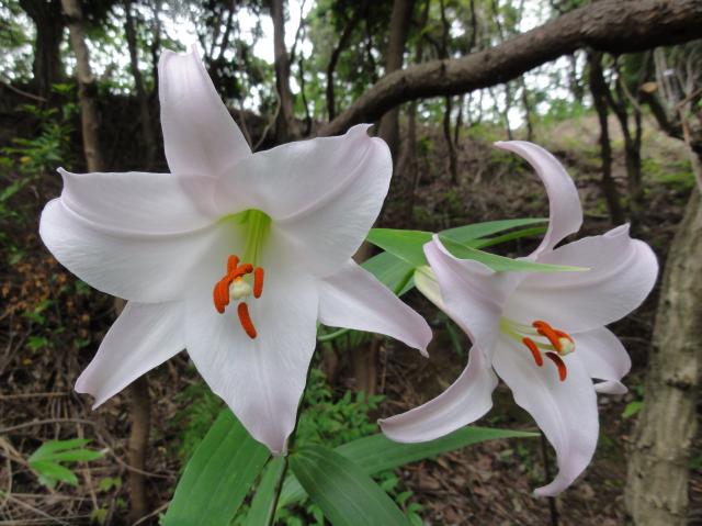 H23年「ササユリ便り－４」　in　せんなん里海公園内うみべの森_c0108460_19164464.jpg