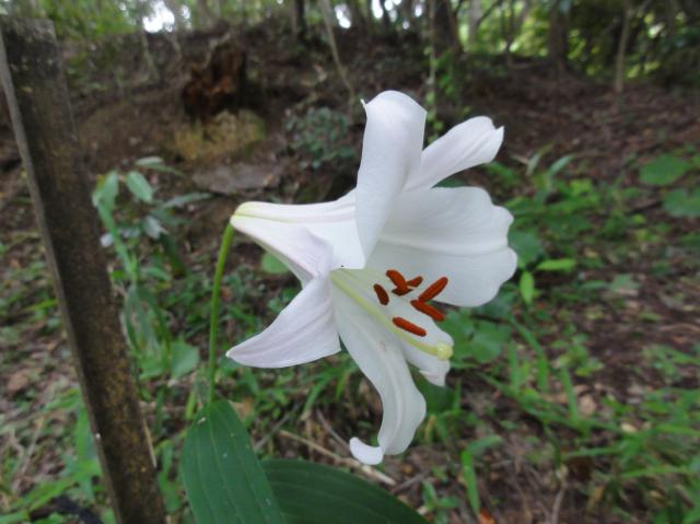 H23年「ササユリ便り－４」　in　せんなん里海公園内うみべの森_c0108460_19301578.jpg