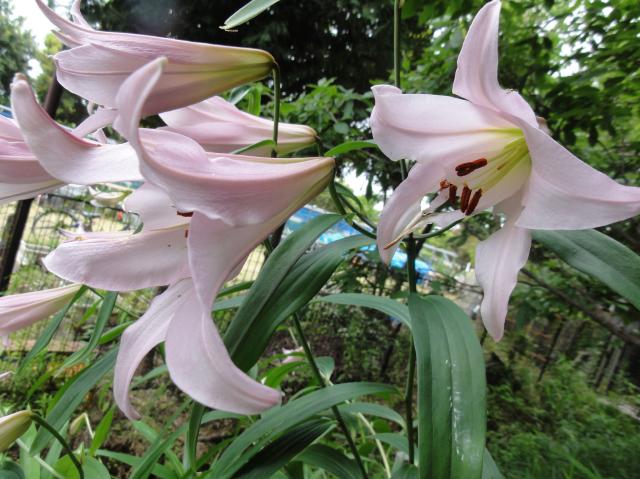 H23年「ササユリ便り－４」　in　せんなん里海公園内うみべの森_c0108460_1954477.jpg