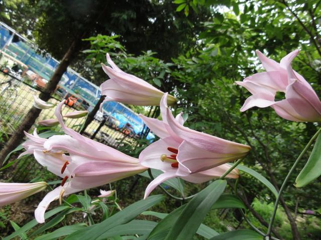 H23年「ササユリ便り－４」　in　せんなん里海公園内うみべの森_c0108460_1963868.jpg