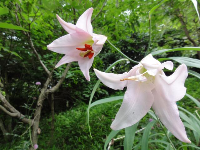 H23年「ササユリ便り－４」　in　せんなん里海公園内うみべの森_c0108460_1965739.jpg