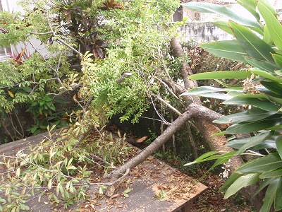 c0180460_139202.jpg