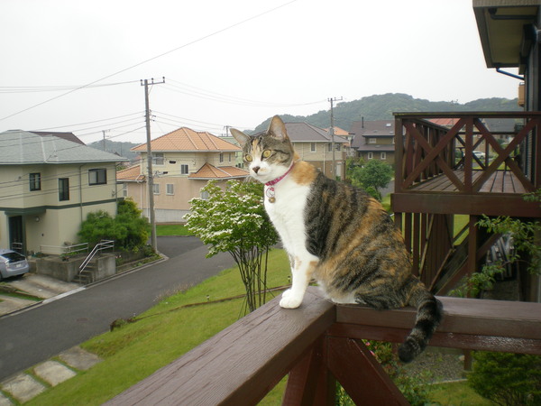 ２０１１年６月７日（火）可愛い猫の小皿！_f0060461_2025382.jpg