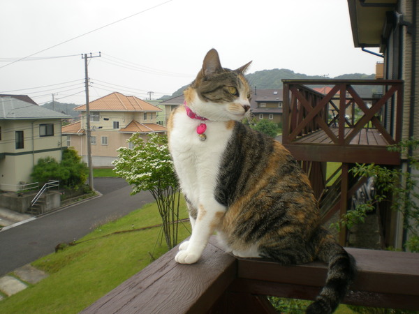 2011年6月7日(火)可愛い猫の小皿!_f0060461_20264373.jpg