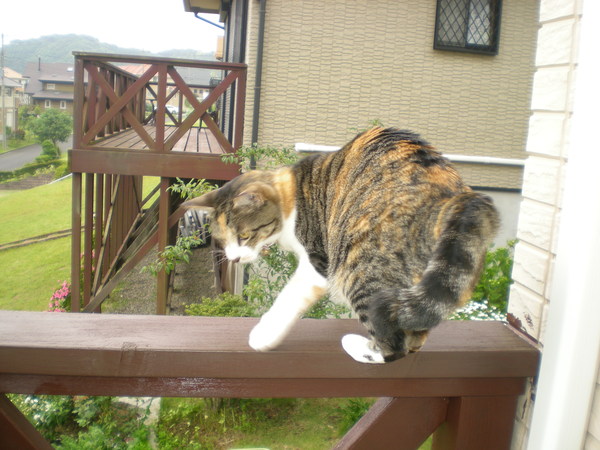 2011年6月7日(火)可愛い猫の小皿!_f0060461_20275373.jpg