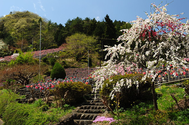 紫雲山地蔵寺 ~花桃~_f0222161_10443330.jpg