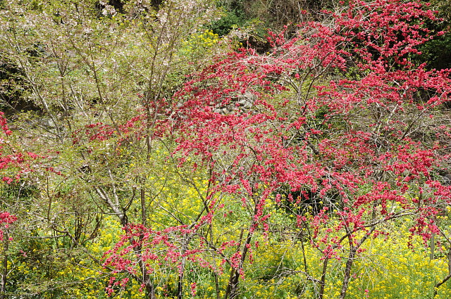 紫雲山地蔵寺 ~花桃~_f0222161_1045682.jpg