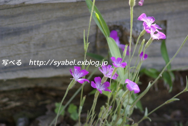 朝の花壇は花盛りなり #photo #flower _c0153764_2254490.jpg