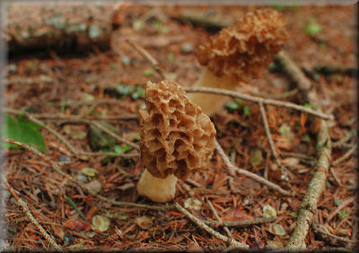e0099375_9564425.jpg