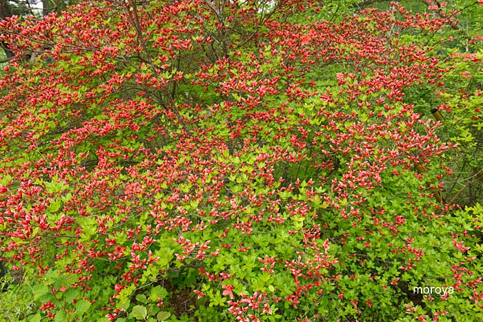 八千穂高原の花事情_c0085877_711619.jpg