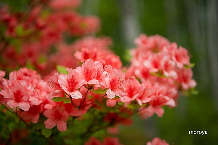 八千穂高原の花事情_c0085877_71814.jpg