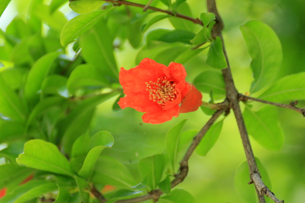 ザクロ 柘榴 の花 空に近い週末 めっせーじ Vol 2