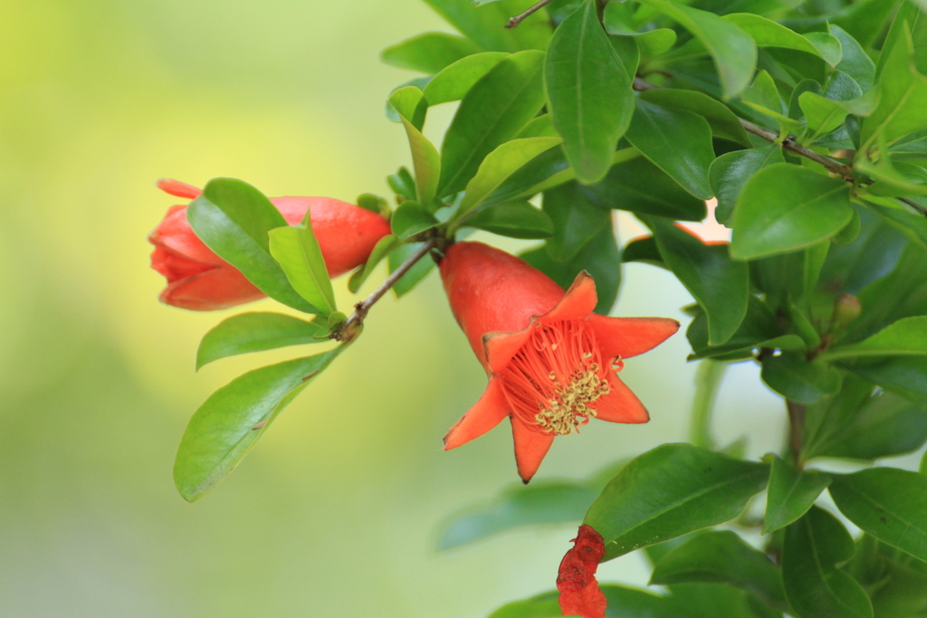 ザクロ 柘榴 の花 空に近い週末 めっせーじ Vol 2