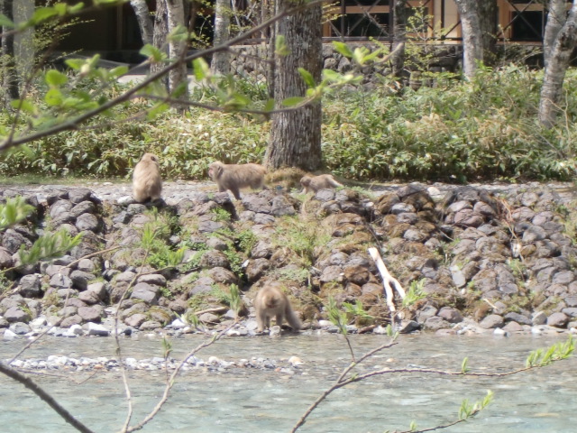 両親と行く上高地は　…　山菜取りになり（上）_c0027188_4235442.jpg