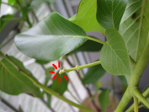 アボカドの植え方 - 石からアボカドを植える方法