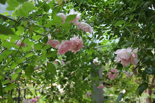 a0123003_923419.jpg