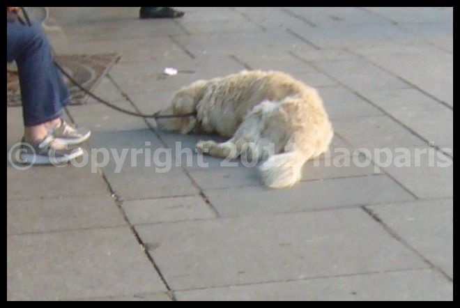 【わんこ】6月8日街角のワンコたち(Paris)_a0008105_19355884.jpg