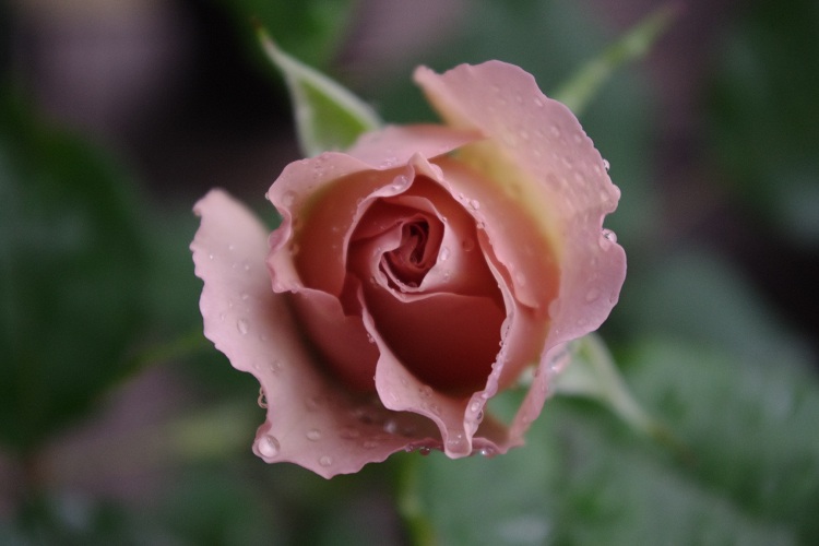 c0147909_7214516.jpg