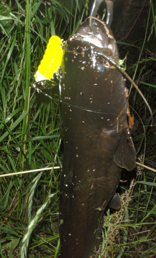 6/7 ナマズ ランカー祭り_b0193213_0255269.jpg