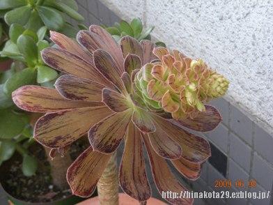 まだら黒法師のお花 ひなこたのタニクblog